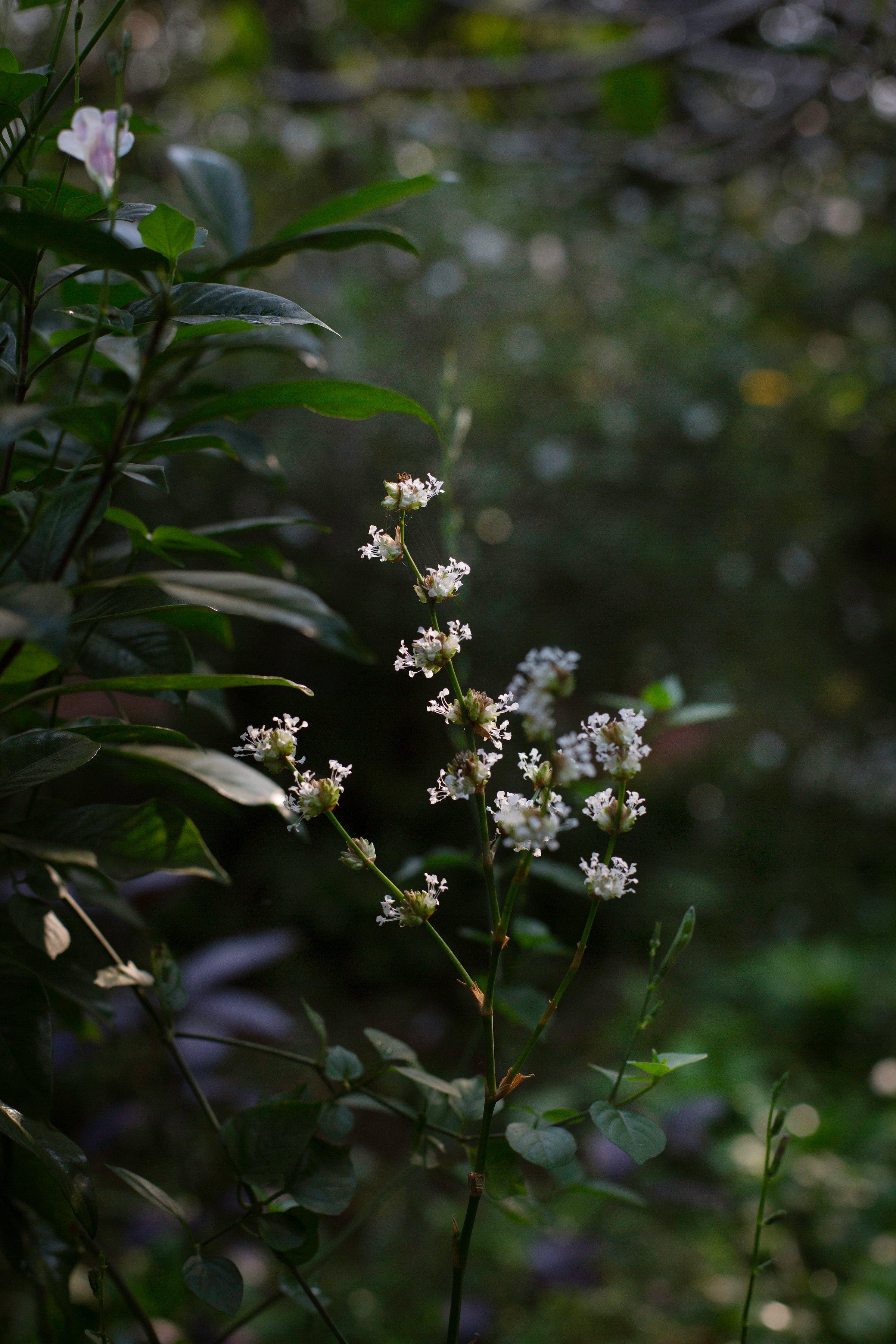 At Home with Lakshmi Menon - The Goa Edit