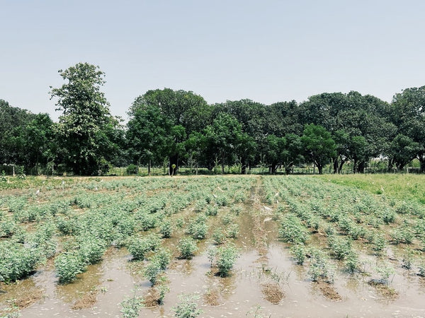 The Cultivation of Indigo in Hapur: A Journey into Natural Dyeing