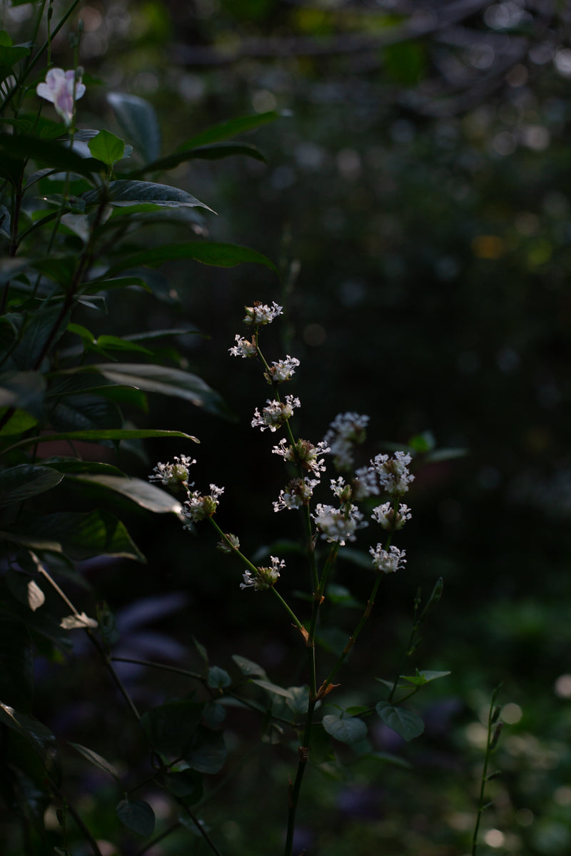 At Home with Lakshmi Menon - The Goa Edit