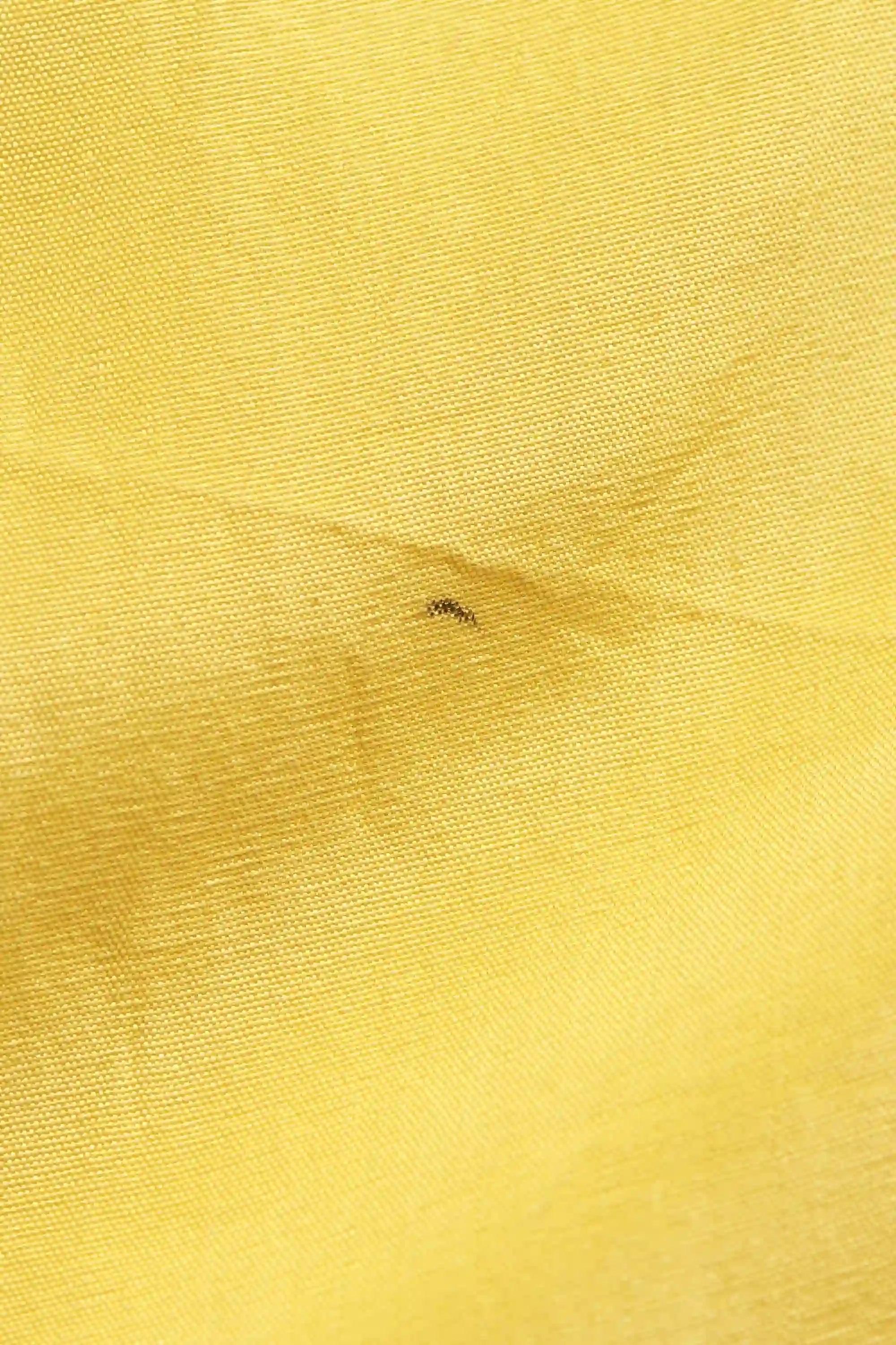 Silk Elastic Pant in Lemon Yellow
